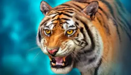 The Tiger