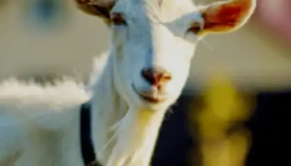 Goat Sounds